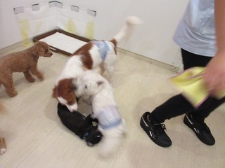 IMG_3750.jpg