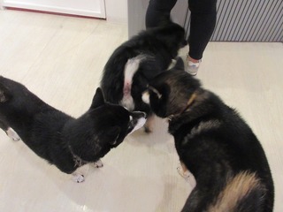 IMG_3794.jpg