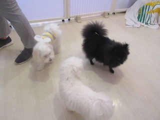 IMG_4111.jpg