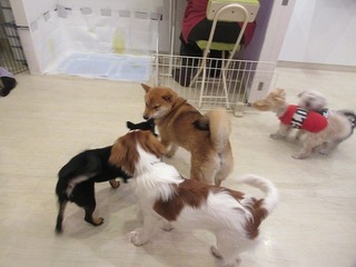 IMG_4136.jpg