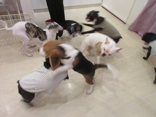 IMG_4229.jpg