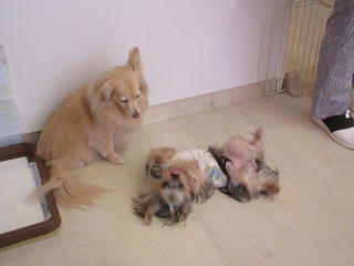 IMG_4229.jpg