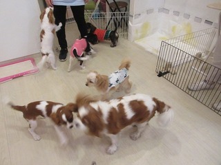 IMG_4370.jpg