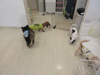 IMG_4378.jpg