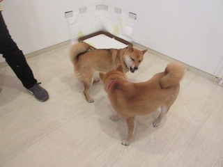IMG_4457.jpg