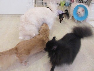 IMG_4730.jpg