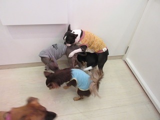 IMG_4772.jpg