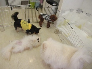 IMG_5334.jpg