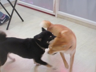IMG_6194.jpg