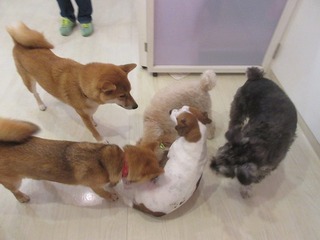 IMG_6234.jpg