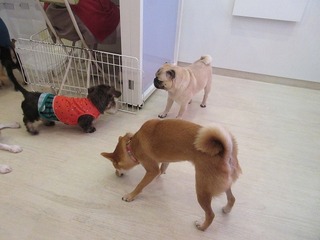 IMG_6588.jpg