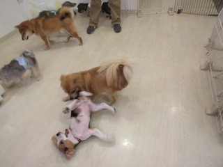 IMG_6595.jpg