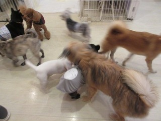 IMG_6622.jpg