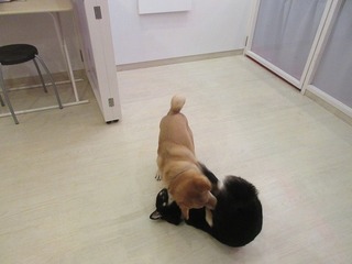 IMG_6683.jpg