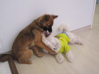 IMG_6752.jpg