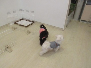 IMG_6868.jpg