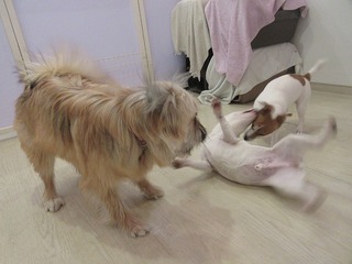 IMG_7380.jpg