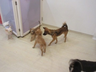 IMG_7570.jpg