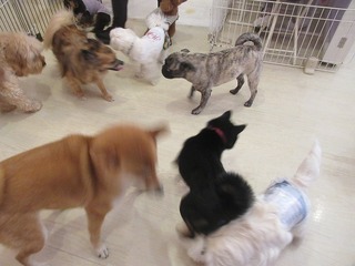 IMG_7952.jpg