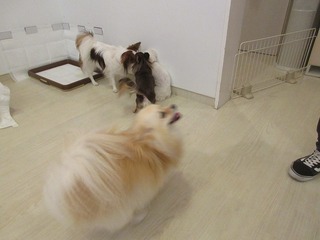IMG_8222.jpg