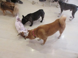 IMG_8550.jpg