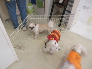 IMG_8581.jpg