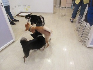 IMG_9258.jpg