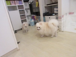 IMG_9385.jpg