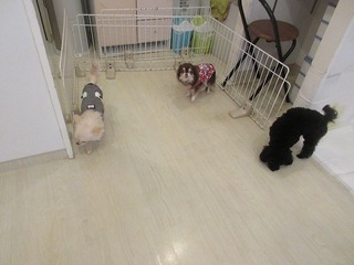 IMG_9463.jpg
