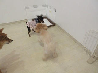 IMG_9490.jpg
