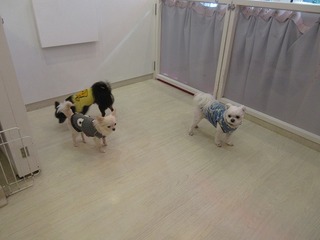 IMG_9518.jpg