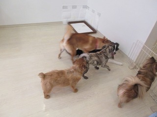 IMG_9523.jpg