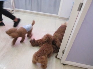 IMG_9637.jpg