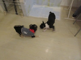 IMG_9655.jpg
