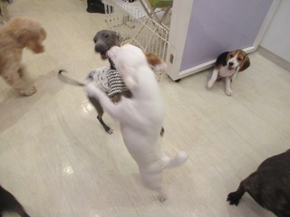 IMG_9722.jpg