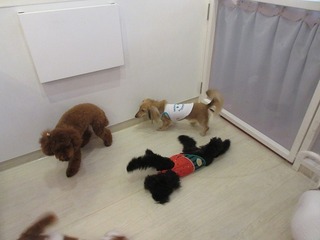 IMG_9929.jpg