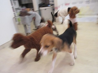 IMG_9929.jpg