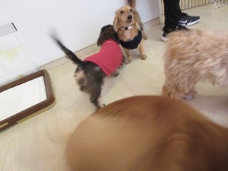 IMG_9931.jpg