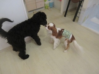 IMG_9935.jpg